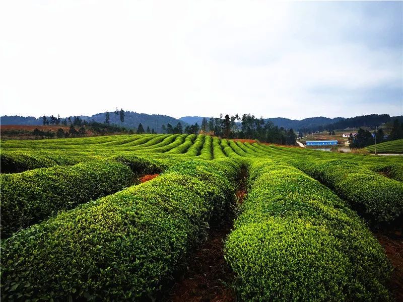 一场春茶的邀约!松桃大坪千亩茶园美出了天际