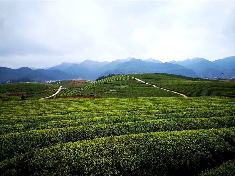 一场春茶的邀约!松桃大坪千亩茶园美出了天际