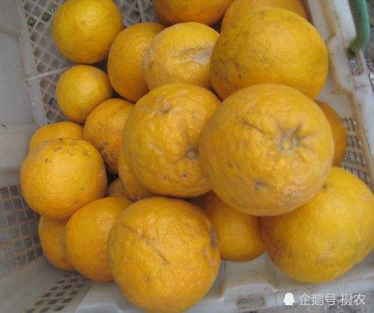 不过这臭皮柑之所以被大家嫌弃还是和它的外形有原因的吧,因为它们的