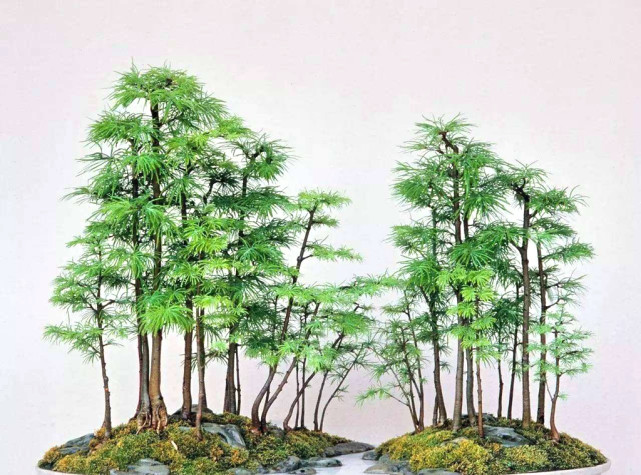 农村一种植物 盆栽做盆景非常漂亮 若见到 请留意 盆景 盆栽 松树 金松