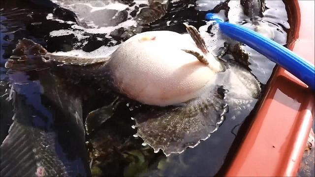 朋友买了条5斤的"大肚鱼",肚子鼓得像个球,称好后傻眼了!