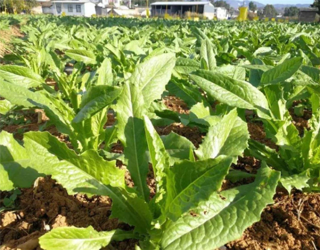 农村这种蔬菜,长得和莴苣很像,晒干后25元一斤,农民抢着买!