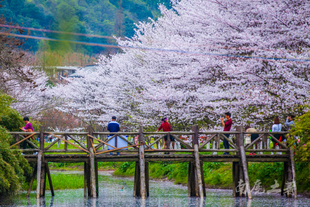 绍兴宛委山樱花,一夜之间,像春日里的一场白雪