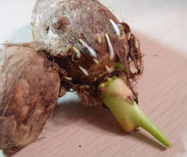 芋头发芽后还能吃吗教你发芽芋头的3种神奇妙用不妨试一试