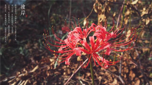 腾讯内容开放平台
