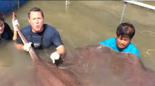 世界最大淡水鱼巨魟被捕获,夸张的体型让人吓一跳