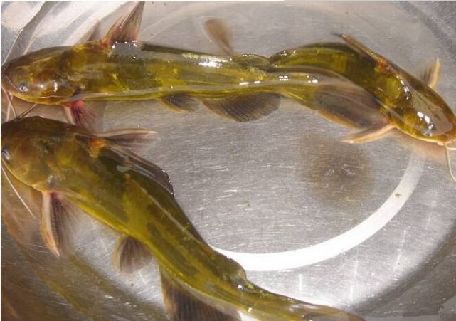 这1种鱼营养丰富又肉质鲜美,还肉多刺少,适合大人和小孩吃