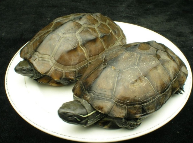 动物寿命排行榜:乌龟仅排第四,第一名甚至