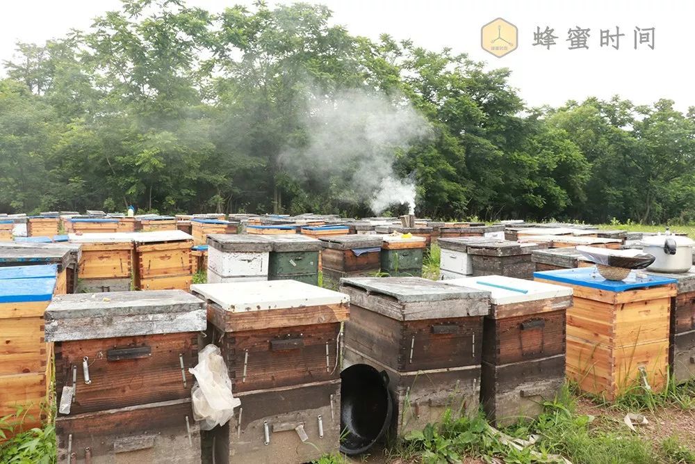 中蜂饲养心得 腾讯新闻