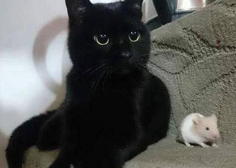 孟买猫多少钱一只 适合家养吗