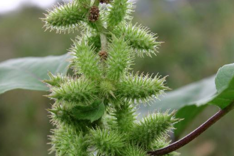 很"粘"人的农村植物,农户看到直接砍掉,但城里人用它治牙疼