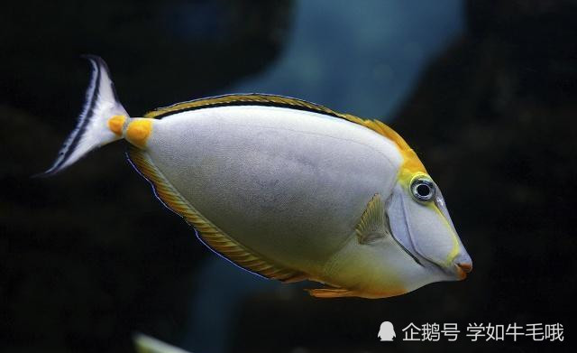 敢于鱼类的生长繁殖繁殖方式繁殖习性,你都了解过吗