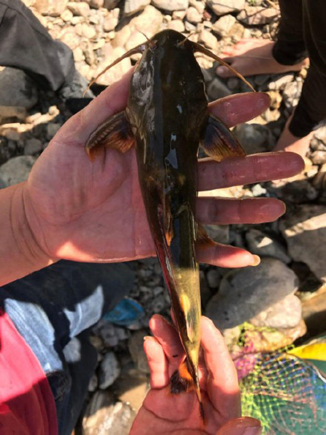 因为生活环境比较固定,村民极其喜欢捕捉纹胸鮡用来食用,烧烤纹胸鮡也