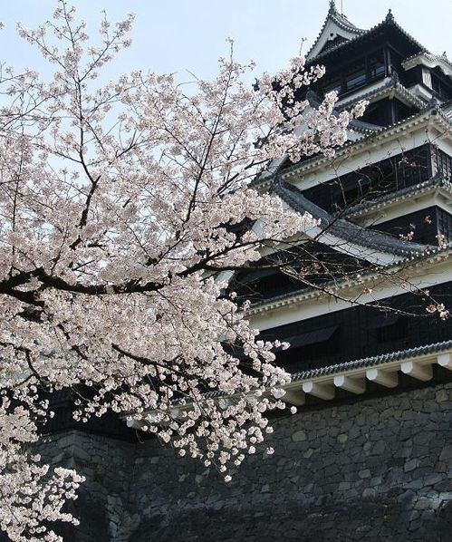 熊本县|樱花|熊本城|熊本市|日本_旅游