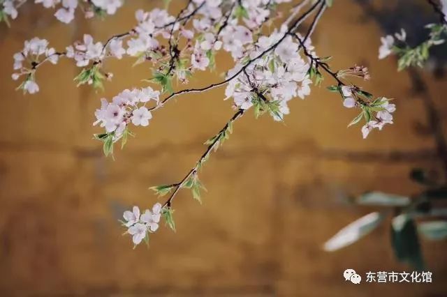 古诗词里描写桃花梨花杏花的千古名句!