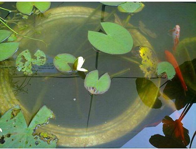 古法养鱼 用睡莲缸养金鱼 需要注意这几点