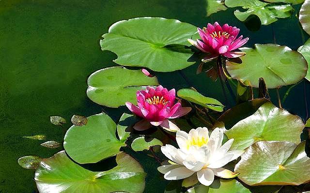 古法养鱼 用睡莲缸养金鱼 需要注意这几点