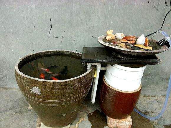 古法养鱼 用睡莲缸养金鱼 需要注意这几点