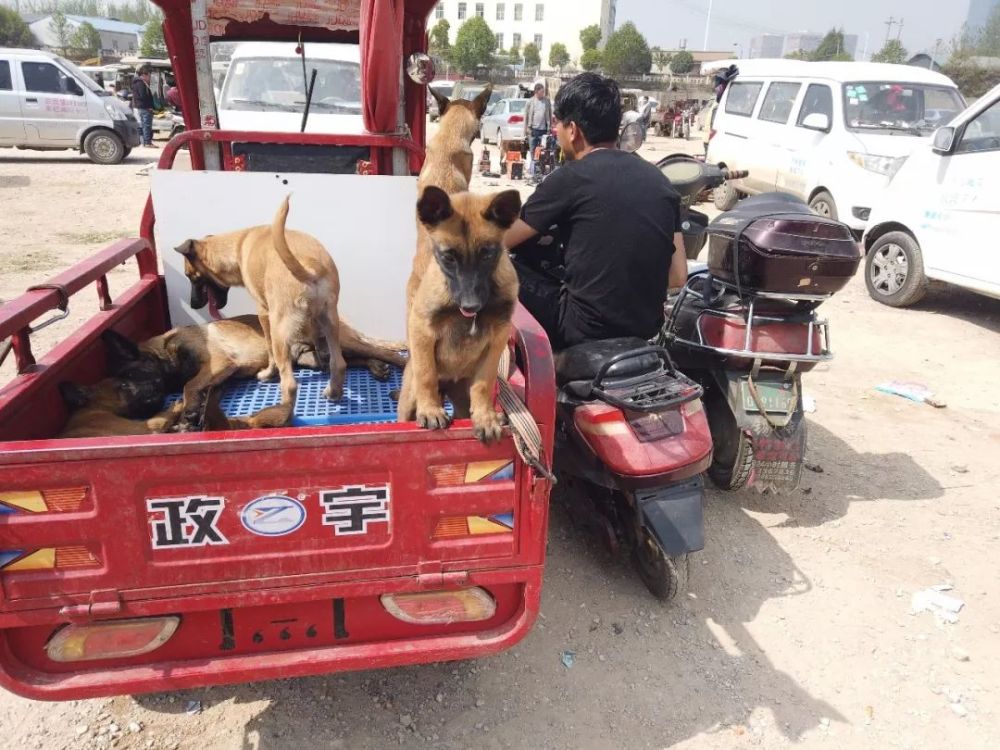 1500元狗市购买一只马犬贵吗?商贩:疫苗做完,血统纯正