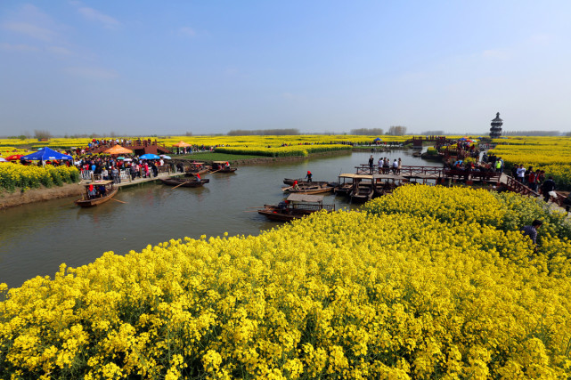 这里是全球四大花海之一 和日本京都樱花齐名 却不为人知 樱花 日本 旅游 千岛菜花 油菜花 京都