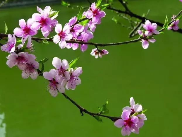 百芳發而幽香逸,春鳥還而鳴聲碎.金風和煦,萬物復甦.歷清明而過穀雨.