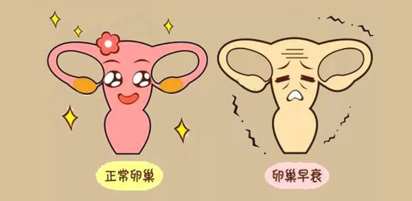 卵巢功能衰退有了福音