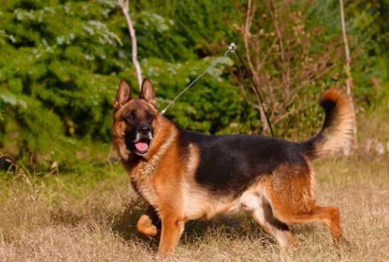 长毛和短毛的德国牧羊犬哪个比较好 如何区别德牧长短毛?-看点快报