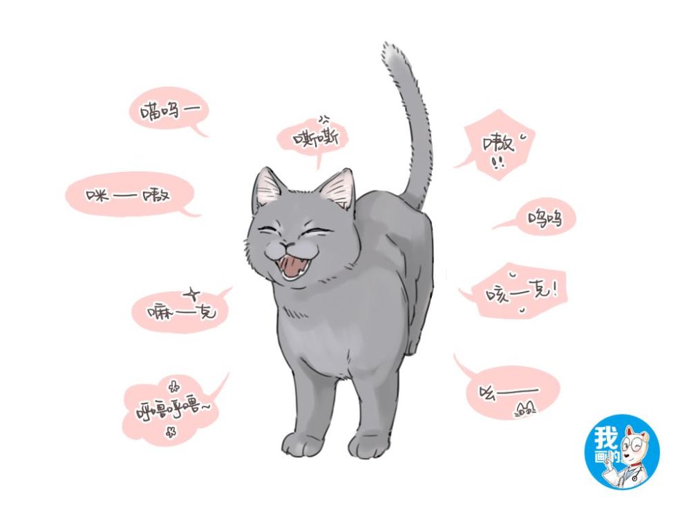 王牌铲屎官丨猫的语言是喵?教你读懂猫言猫语