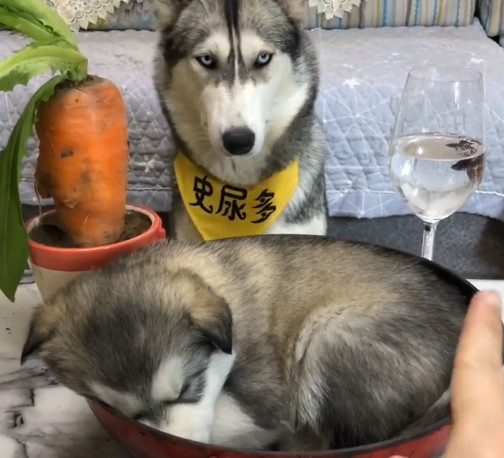 二哈嫌狗粮不新鲜,将饭碗打翻在地,主人的做法让它怀疑狗生