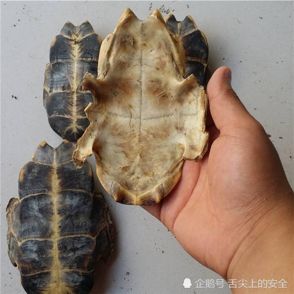 龟苓膏里真的有乌龟,你们吃出乌龟的味道了吗