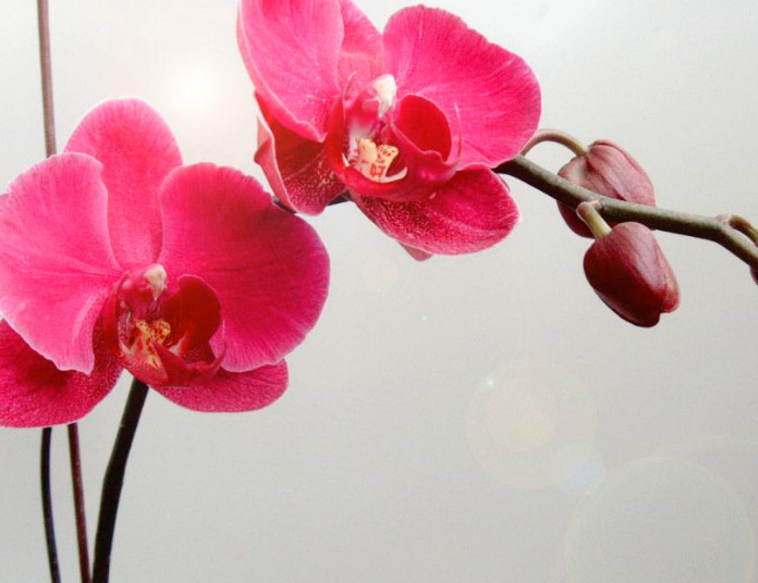 每一个月份都有伴生花哦,你的是什么花?