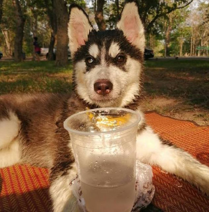 女孩晒出哈士奇喝水的方式,网友一看笑出鼻涕泡:这货血统很纯