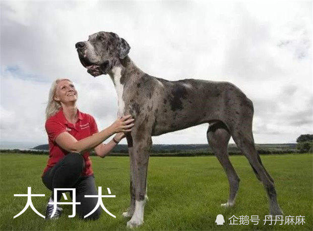 五种性格最温柔的大型犬 体型巨大却爱撒娇 最后一种国内不给养 热备资讯