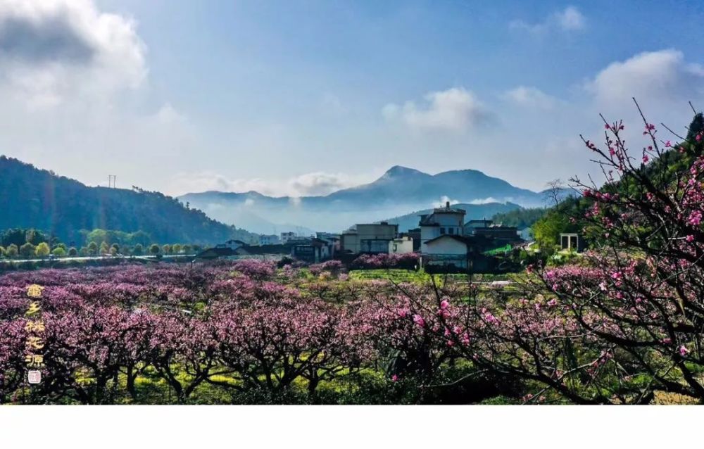 福安畲乡桃花节,这些事你必须提前知道!花已成海只待你来