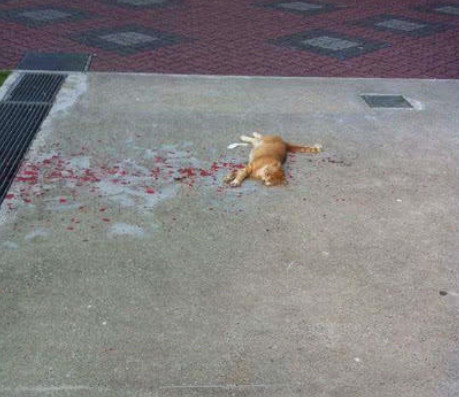 橘猫惨死在"血泊"中,路人吓得瑟瑟发抖,走近后喜笑颜开