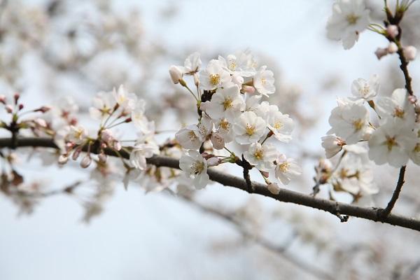 一夜之間如雲似霞 上海各處染井吉野櫻花進入最佳賞花期