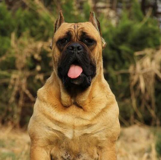 春季卡斯罗犬掉毛厉害吗 卡斯罗掉毛的原因及防范方法