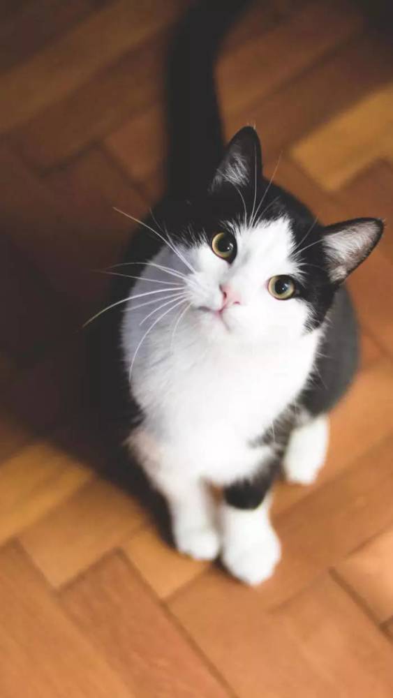 岁月静好,美的冒泡的喵星人