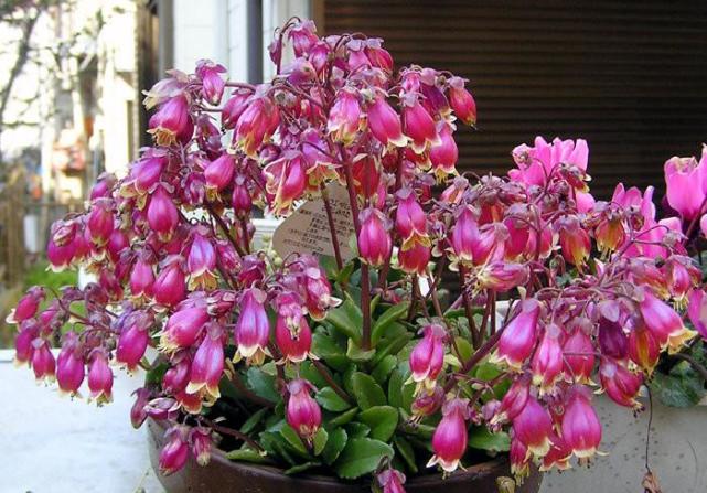 此新型室内盆栽 插枝就能活 花型奇特美丽 花期超长 值得入手