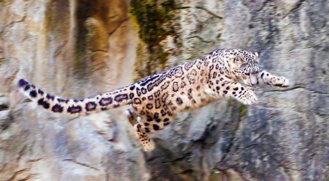 豹子在悬崖峭壁上练习"飞檐走壁",突然踩空,镜头拍下全过程!