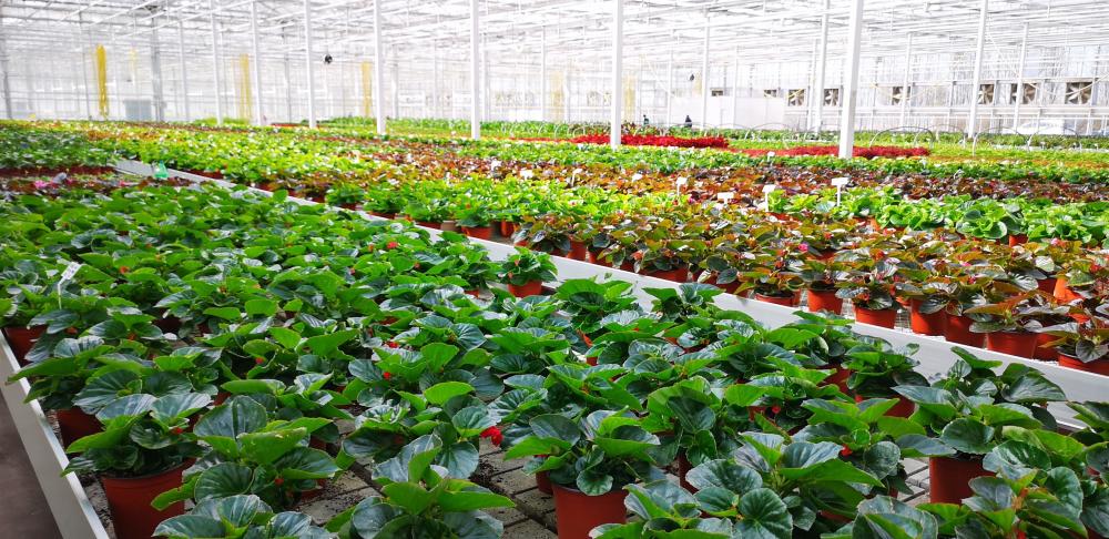 花卉,世园会,牡丹,北京城建