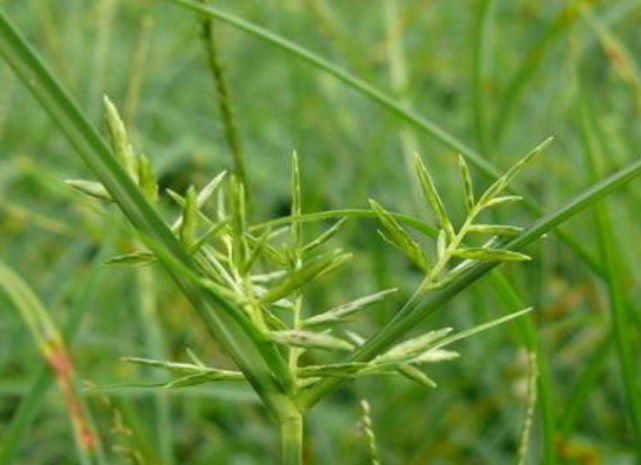 随处可见的三楞草妙用多,可治风湿和跌打