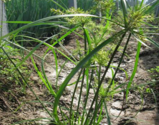 随处可见的三楞草妙用多,可治风湿和跌打