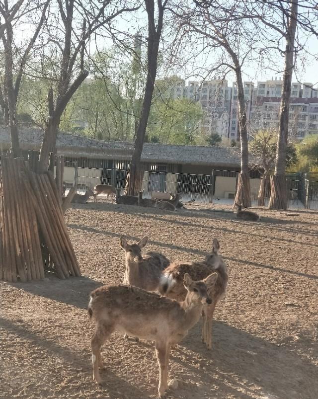 興沖沖來到濟南動物園 網友們又不淡定了