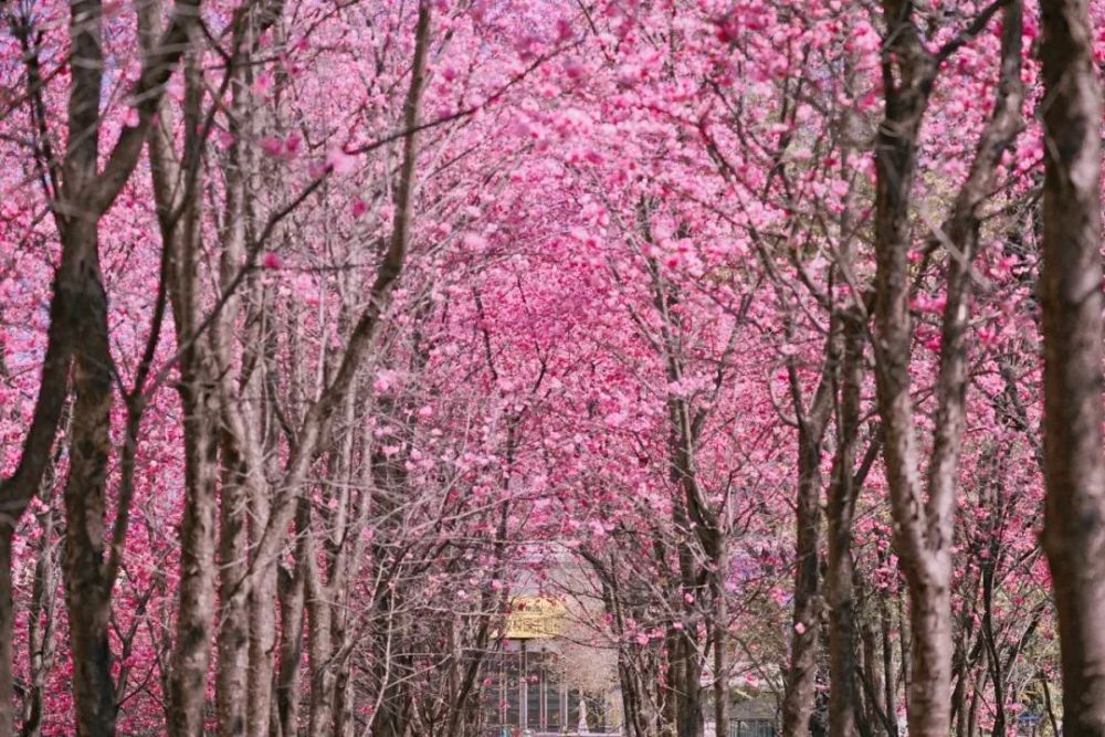 樱花,樱花,cherry blossom!