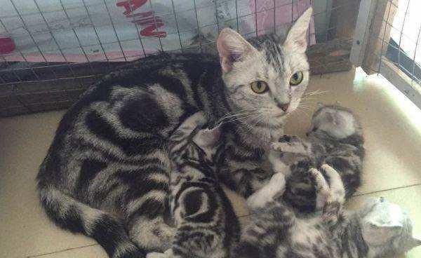 猫咪生产前的预兆以及注意事项,不要让你的猫