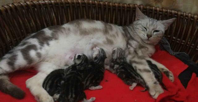 猫咪生产前的预兆以及注意事项,不要让你的猫