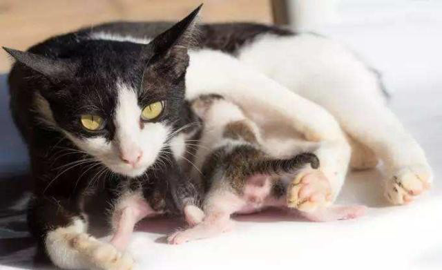 猫咪生产前的预兆以及注意事项,不要让你的猫
