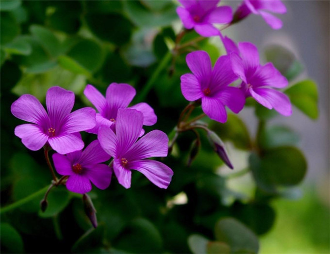 酢浆草,尿结石,农村,野草,水萝卜,叶子