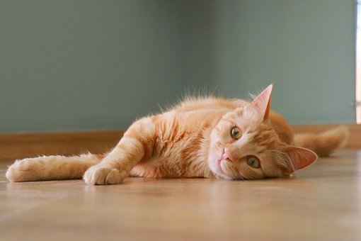 辟谣：猫咪肚子大只是因为太胖？小心是猫腹水找上门